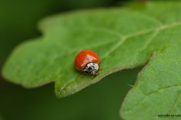 Asiatischer Marienkäfer (Harmonia axyridis)