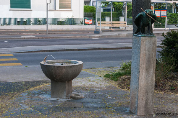 Brunnen Nr. 486 Hofwiesenstrasse