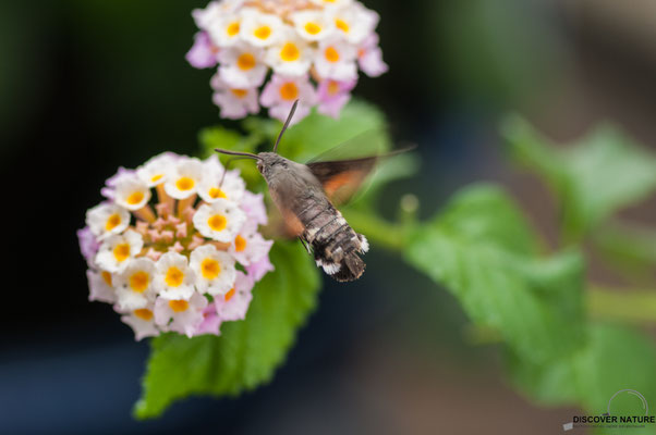 Taubenschwänzchen (Macroglossum stellatarum)