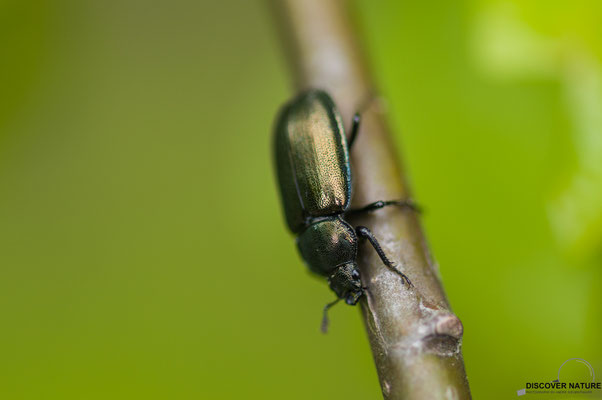 Kleiner Rehschröter (Platycerus caraboides)