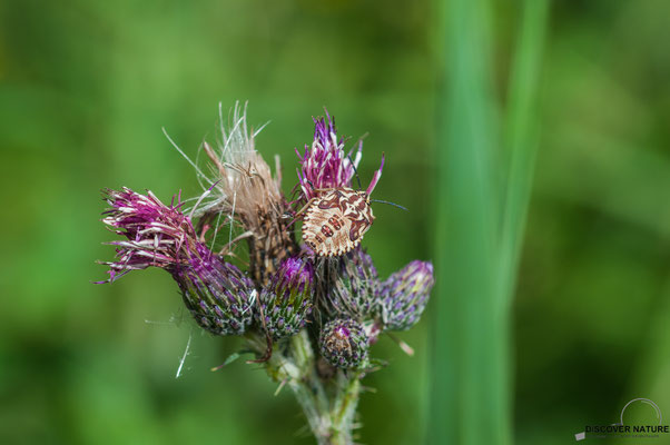 Blattwanze auf Ackerkratzdistel