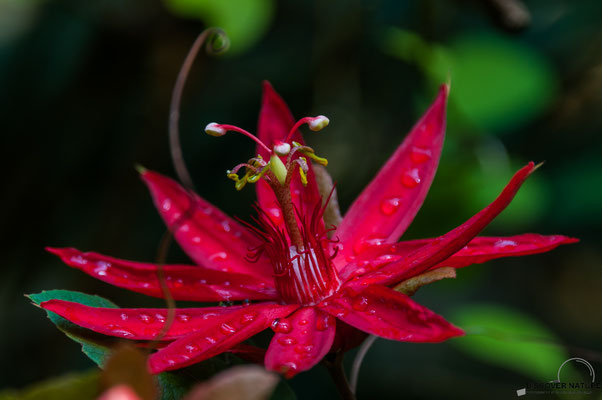 Rebenblättrige Passionsblume (Passiflora vitifolia)