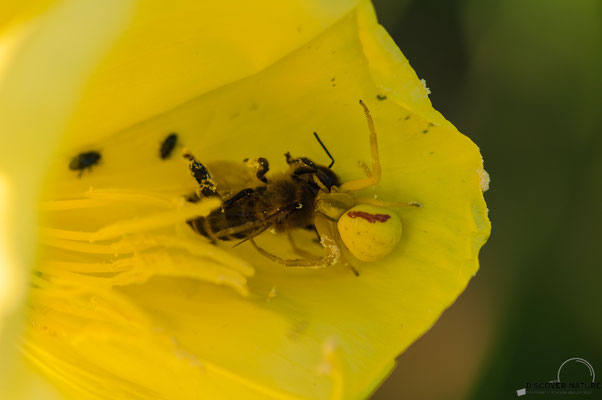 VERÄNDERLICHE KRABBENSPINNE (MISUMENA VATIA) erlegt eine Biene