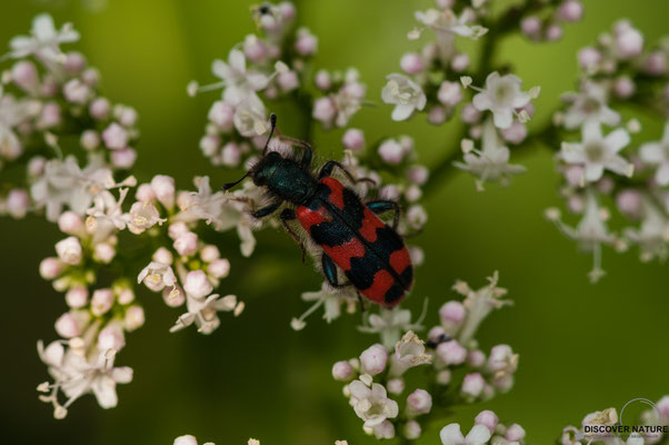 Zottiger Bienenkäfer (Trichodes alvearius)