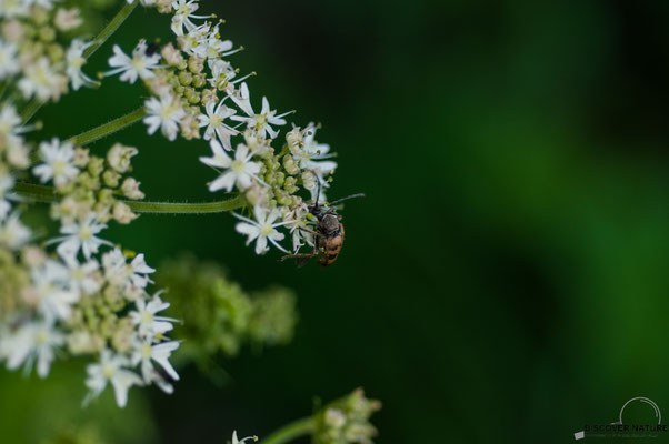 Gefleckte Blütenbock (Pachytodes cerambyciformis)