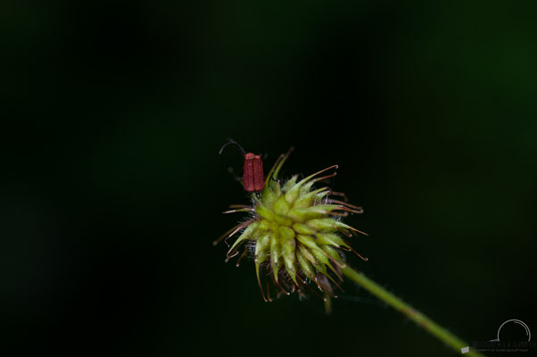 Scharlachrote Netzkäfer (Dictyoptera aurora)
