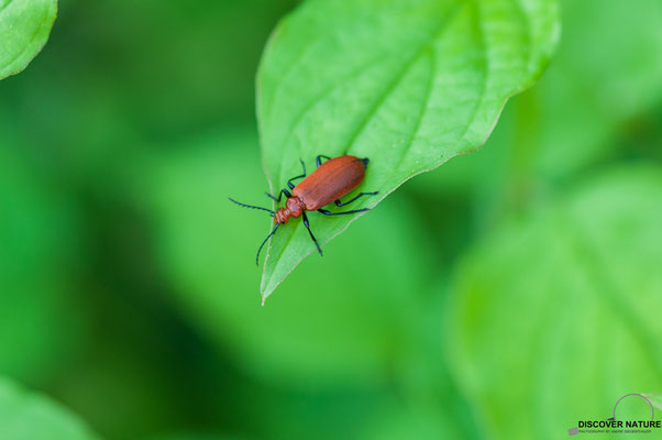 Rotköpfiger Feuerkäfer (Pyrochroaserraticornis)
