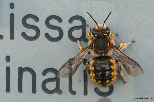 Garten-Wollbiene (Anthidium manicatum)