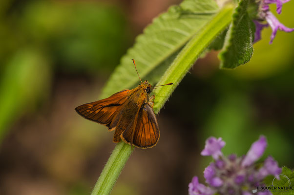Rostfarbiger Dickkopffalter (Ochlodes sylvanus)