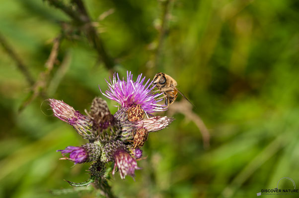 Gemeine Keilfleckschwebfliege und Larven der Blattwanze auf Ackerkratzdistel