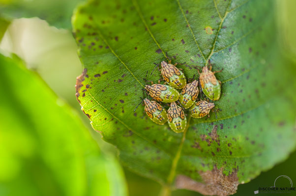 Nymphen der Fleckige Brutwanze (Elasmucha grisea)