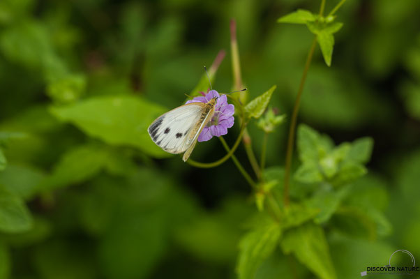 Kleiner Kohlweißling (Pieris rapae)