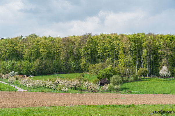 Frenkendorf - Kanton Basel Landschaft