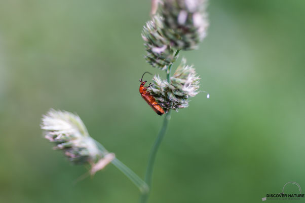 Rotgelbe Weichkäfer (Rhagonycha fulva)
