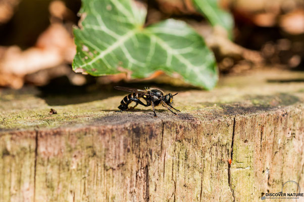 Raubfliege beim sonnen
