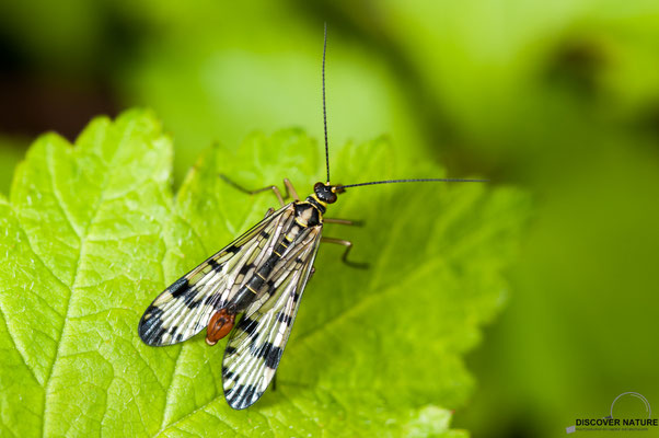 Deutsche Skorpionsfliege (Panorpa germanica)