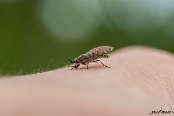 Regenbremse (Haematopota pluvialis)