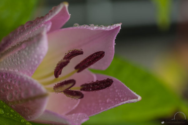 Königs-Lilie (Lilium regale) mit Regentropfen