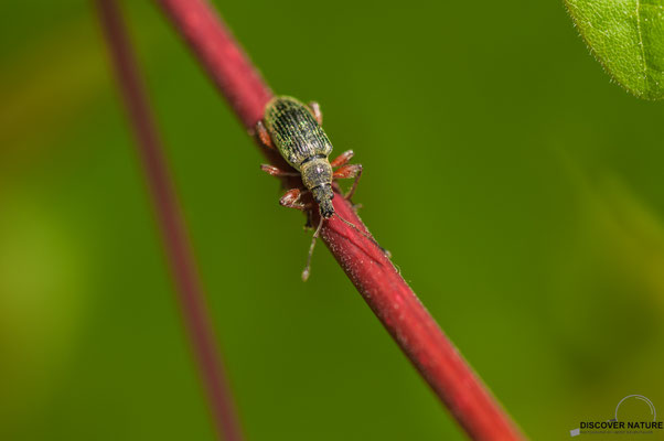 SPORNBLATTRÜSSLER (PHYLLOBIUS GLAUCUS)