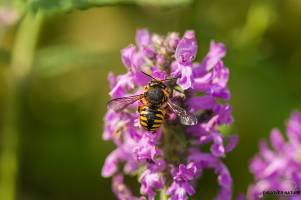 Garten-Wollbiene (Anthidium manicatum)