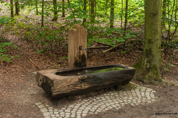 Brunnen Nr. 642 Wannenweg beim Reservoir Glaubten