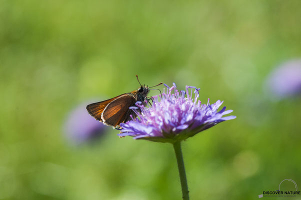 ROSTFARBENER DICKKOPFFALTER (OCHLODES SYLVANUS)