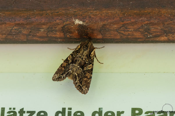 Schwarzstrich-Kräutereule (Lacanobia thalassina)