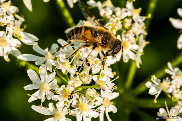 GROSSE SUMPFSCHWEBEFLIEGE (HELOPHILUS TRIVITTATUS)