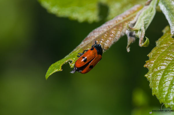 RoterAmeisen-Sackkäfer (Clytra laeviuscula)