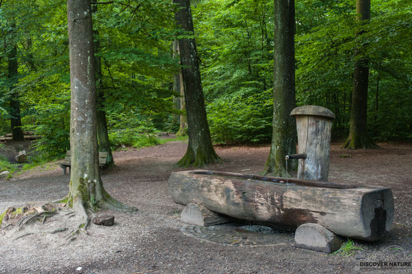 Brunnen Nr. 701 Hasenrain - Dachsschleife