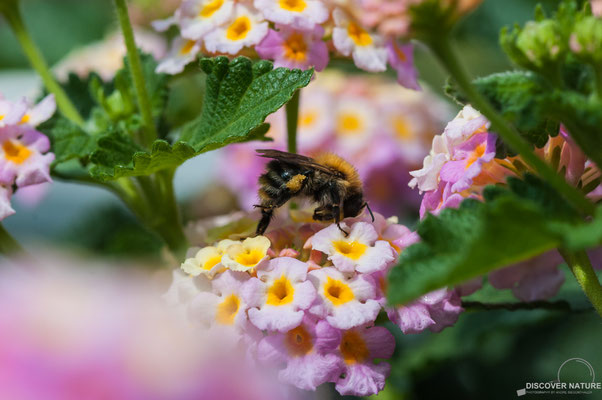 Waldhummel (Bombus sylvarum)