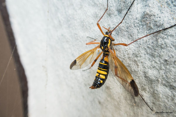 Ctenophora festiva
