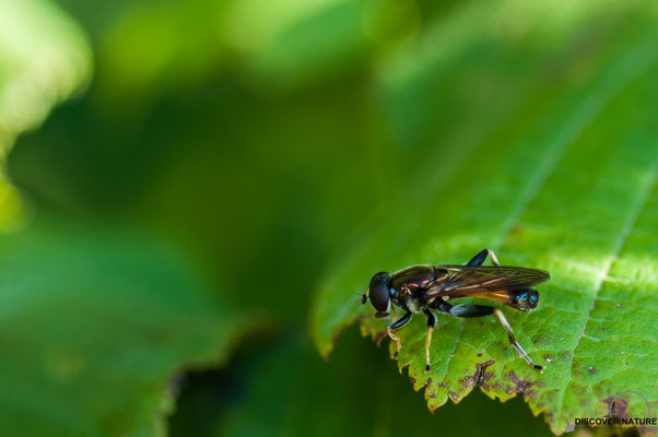 Gemeine Langbauchschwebfliege (Xylota segnis)