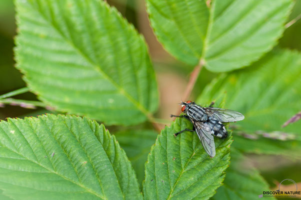 Graue Fleischfliege(Sarcophaga carnaria)