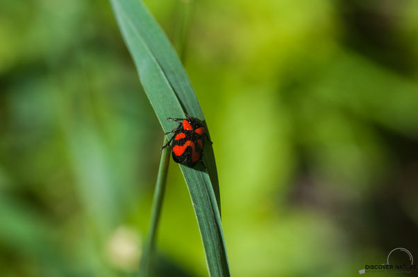 Blutzikade (Cercopis vulnerata)