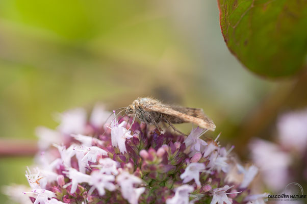 Braune Tageule (Euclidia glyphica)