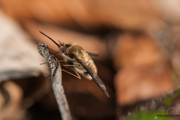 Wollschweber (Bombyliidae)