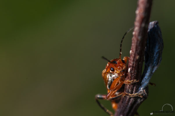 ROTGELBER WEICHKÄFER (RHAGONYCHA FULVA)