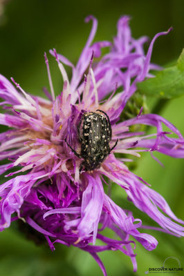 Trauer-Rosenkäfer (Oxythyrea funesta)