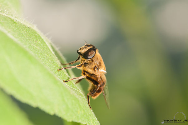 Scheinbienen - Keilfleckschwebfliege (Eristalis tenax)