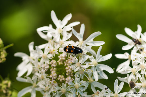 Gartenglanzkäfer (Glischrochilus hortensis)