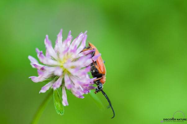 Rothalsbock (Stictoleptura rubra)