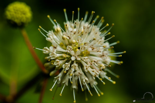 Knopfbusch
