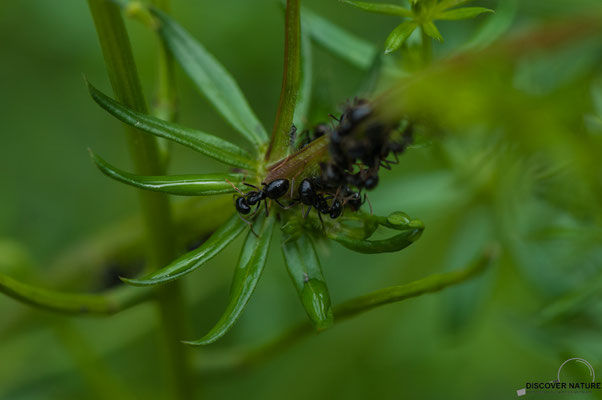 Glänzendschwarze Holzameise (Lasius fuliginosus)
