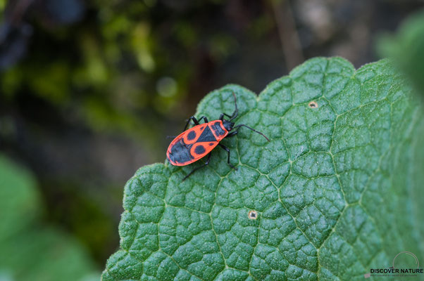 Gemeine  Feuerwanze (Pyrrhocoris apterus)