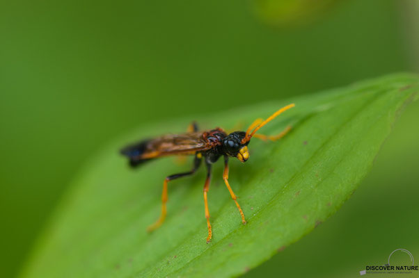 Feld-Blattwespe (Tenthredo campestris)