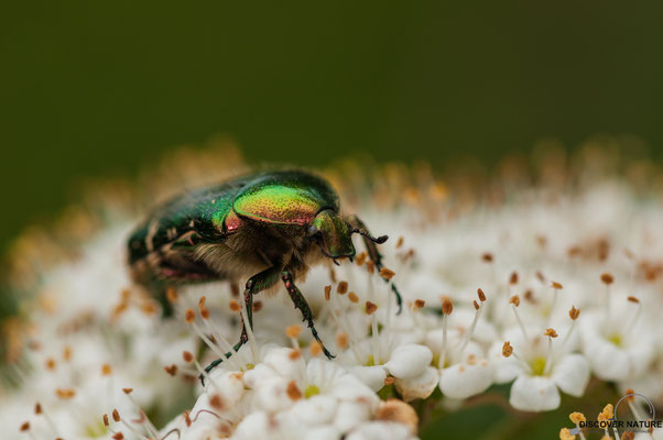 Grosser Rosenkäfer (Protaetia aeruginosa)