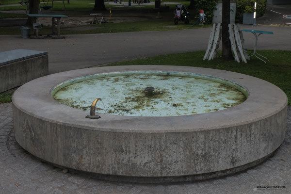 Brunnen Lindenplatz - Frauenfeld