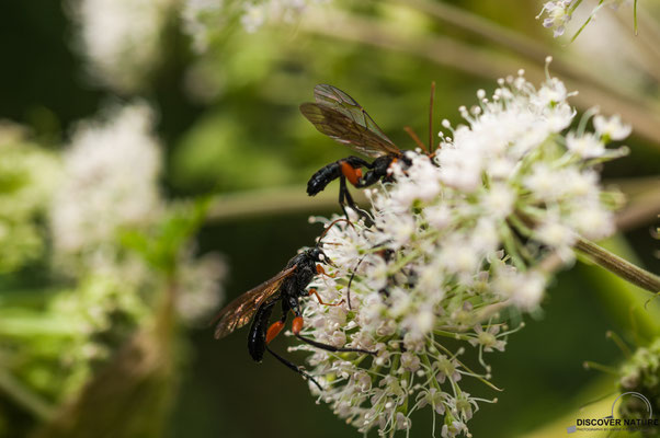 Schwarze Schlupfwespe (Pimpla rufipes)
