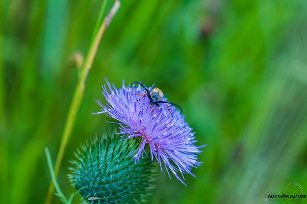 FLECKENHöRNIGER HALSBOCK (PARACORYMBIA MACULICORNIS (CORYMBIA M.)) auf Distel